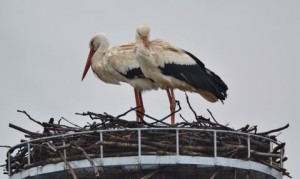 Das neue Storchenpaar auf dem Horst Peterswiesen.